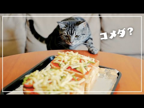 自宅でコメダを再現しようとしたら、愛猫が来店しましたw