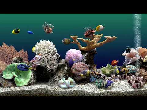 Soothing Aquarium Water Sleep Sounds | Relaxing Fish Tank | No Music | 4 Hours