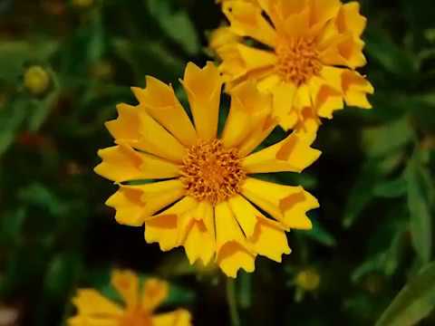 Get to Know Coreopsis - Sun-Loving Plants