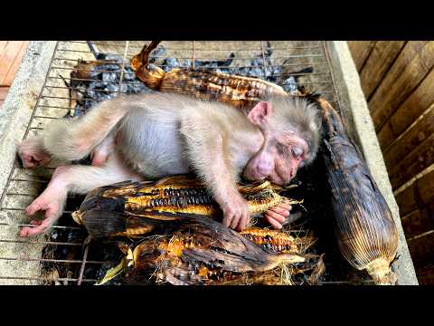 Laughing Out Loud with Kaki: Stole Corn but Fell Asleep with a Sooty Face!