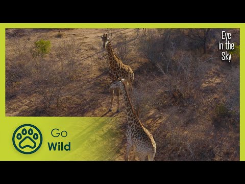 Sahara Desert to the Serengeti | Eye in the Sky 1/5 | Go Wild