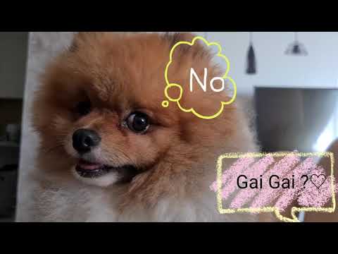 Kiki & Lala episode 1 ( #pomeranian brothers)