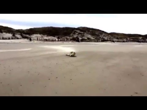 Juist - Seal/Seehund am Strand von Juist / Töwerland, Northern Germany, Northsea,06.12.2015