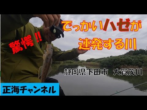 でっかいハゼが連発する川