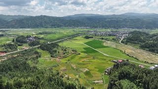 豊作を告げる早稲の香り　貴州省黎平県