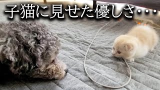 初めて子猫が犬達に心を開いた瞬間がこちらです