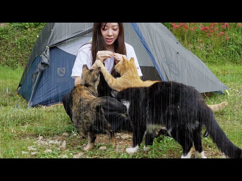 【保護猫30匹とキャンプ】雨の朝、お腹が空いた猫たちに包囲されました