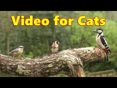 Videos for Cats ~ Cat TV Garden Birds Delight ⭐ 8 HOURS ⭐