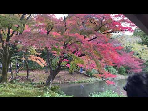 植物園の紅葉状況（2024年11月27日）