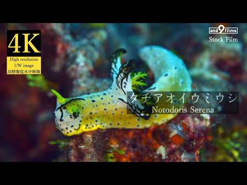 【4K 水中映像】タチアオイウミウシ / Nudiebranch sp. / Notodoris serenae