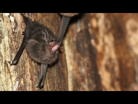 Baby bats babble, much like human infants