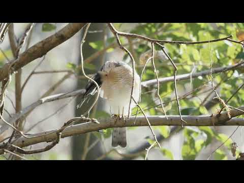 MASKMANさん ツミのスサー【Accipiter gularis】