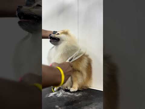 How to Grooming and hairstyle Toypom dog ✂️🐕 #pets #dog #grooming #toypom #doglover #dogshorts #pupp