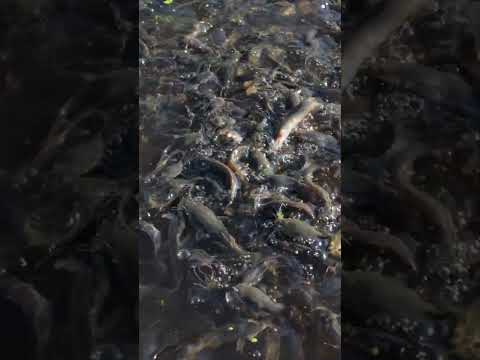 I feed walking catfish #shorts  #farmchannel #vegetables #diyfishpond #farming