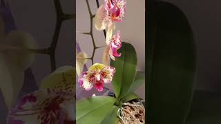 Чудо мутации! #orchid #цветы #flowers