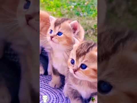 Cat Relaxation Music ||  Relaxing Music for Cats with Rain Sounds ||Harp Music to Calm Cats