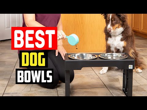 ✅Top 5 Best Dog Bowls For Hassle Free Feeding In 2023