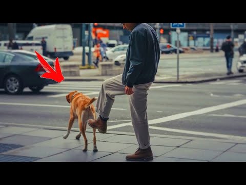 A man kicked a stray dog  But then the unbelievable happened!