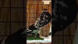 love with birds and animals lovely pigeon video