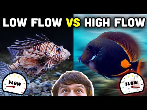 FISH and FLOW! Understanding Flow Needs for Your Fish!