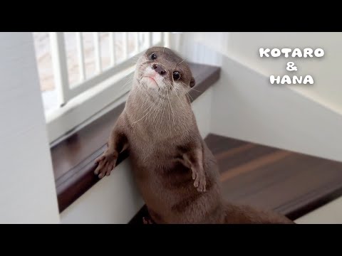 Otters Make a Fuss When a Stranger Takes Over Their Room