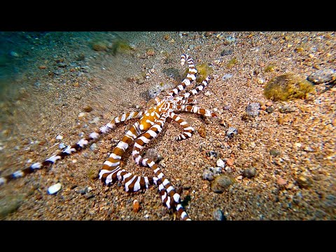 Various Octopus from  the Philippines