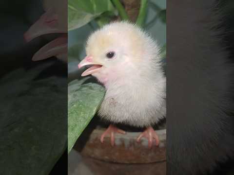 Most cute chicken chicks - Murgi ka pyara bacha #birds #wildlife #shorts