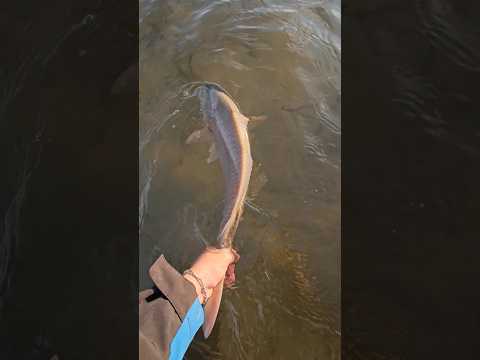 Catch and Release on a Big Redfish #tampabay #fishing