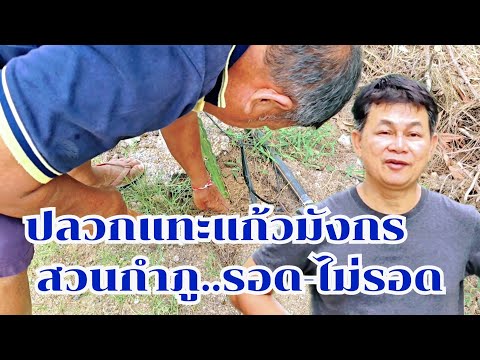 ปลวกแทะแก้วมังกร สวนกำภูรอด-ไม่รอด? #บ้านสวนกำภูEp1133