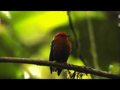 First flying birds known to have solid wing bones