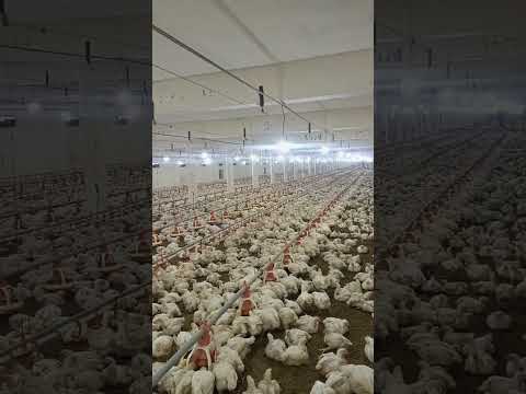 poultry farm #broiler_poultry_farm #farming #murgi_palan