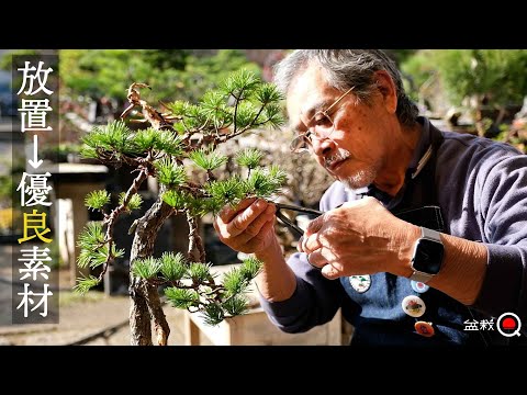 The neglected Goyomatsu Bunjin tree became the best material. [Bonsai Q]