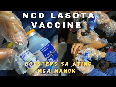 NCD LASOTA Vaccine Booster (Panlaban sa NewCastle Disease sa mga Manok)