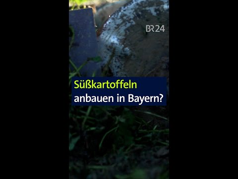 Süßkartoffeln anbauen in Bayern? #landwirtschaft #ackerbau #shorts