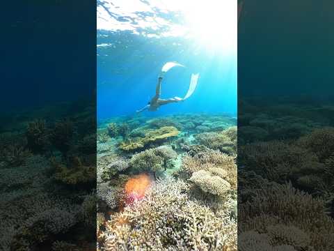 Coral farm #snorkeling #freediving #coralreef #シュノーケリング #スキンダイビング #サンゴ礁