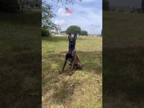 #malinois and #labradoodle #fetch comparison #activedog #preydrive #belgianmalinois #poodle