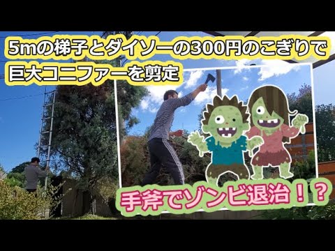 【手斧で】5mの梯子とダイソーの300円のこぎりで庭の巨大コニファーを剪定してみた【ゾンビ退治】