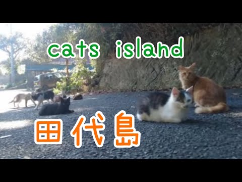 阿部商店前でまったりと猫　A cat relaxing in front of Abe Shoten　【田代島】【２０２４秋】【猫島巡り】