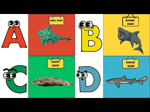 ABC Shark Song 🦈 | Learn All About Sharks Alphabetically | Fun Ocean Adventure