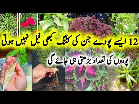 12 Plants To Grow From Cuttings In September/Easy to Grow Plants For Beginners/Plants from Cuttings