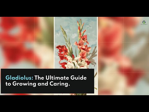 Gladiolus The Ultimate Guide to Growing and Caring