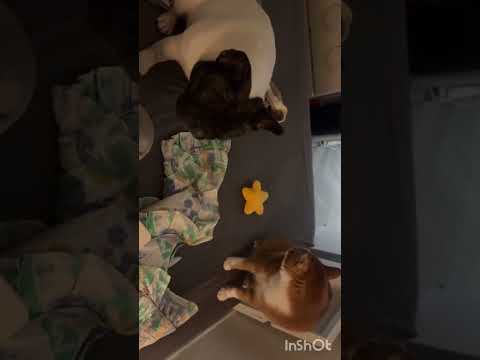 Dog waking up the cat