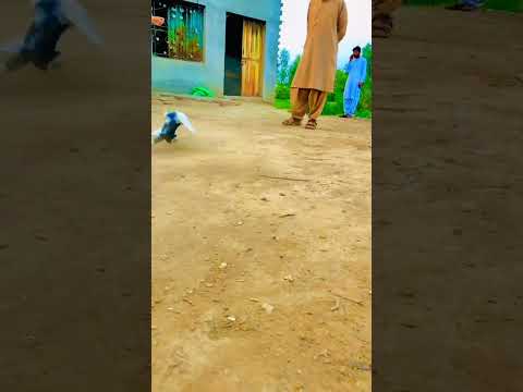 short video viral Karne Ka tarika #pigeon #pigeonbreeds #whitepigeon #pigeontypes #kabootar #rollerp