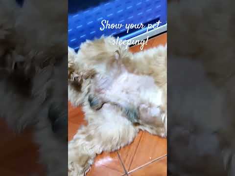 Show your pet sleeping #youtubeshorts #highlights #fypシ゚viral #shortstrending #sleepingdog