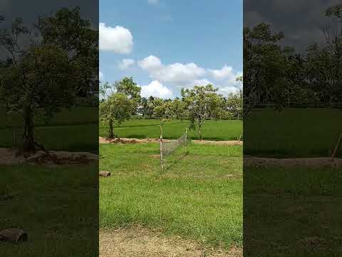 Kudilidam | palakkad | kollengode | Huts #kudilidam #nature  #scenery #paddyfields #naturefriendly