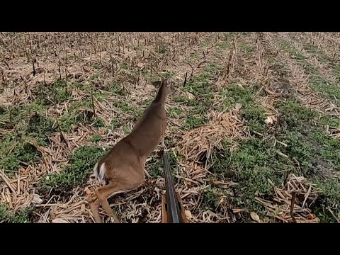 SC Deer Dog Drives 12/10/2022: Brad gets him a buck.