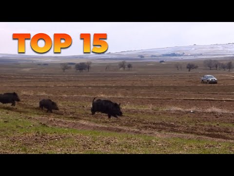 TOP 15 AMAZING WILD BOAR HUNTS - EN İYİ 15 DOMUZ AVI - CHASSE AU SANGLIER