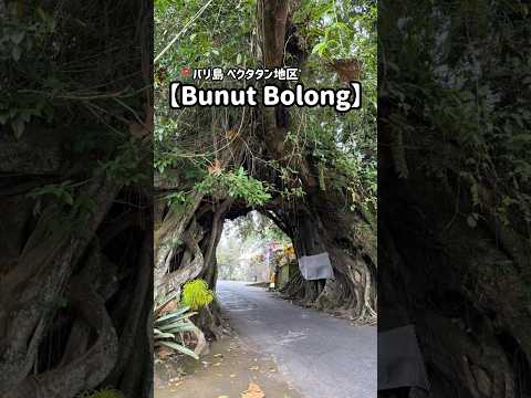 バリ島の知られざる観光スポット【Bunut Bolong】 #バリ島 #バリ島観光 #バリ島旅行 #バリ島の景色 #バリ島生活