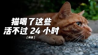 别让无知害了猫，猫咪不能喝的五种水