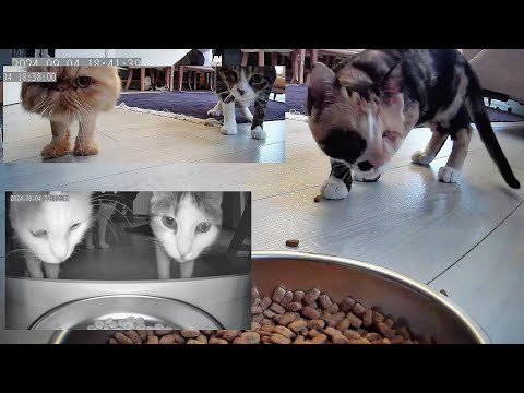 Interesting and funny reactions of my cats to the automatic cat feeder.